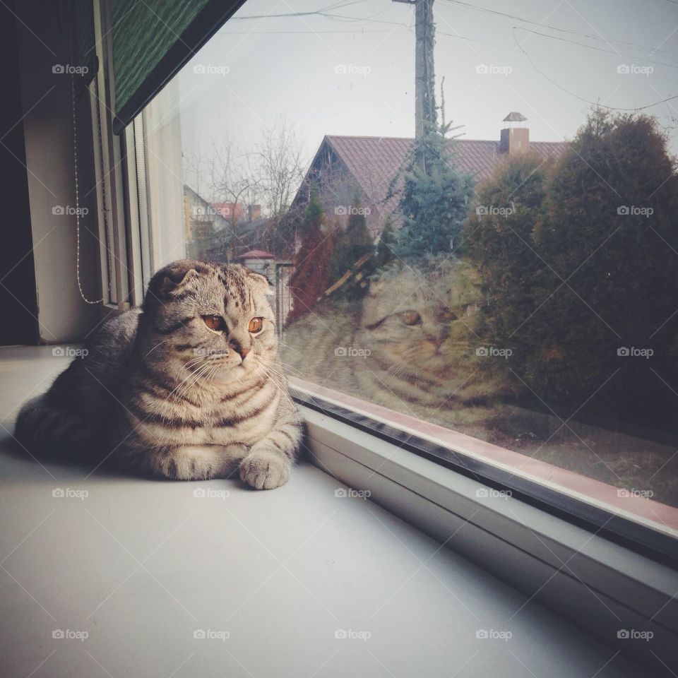 Cat, Light, Window, Mammal, House