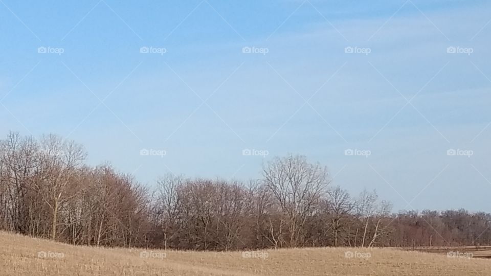 Landscape, Winter, Tree, Nature, Fog
