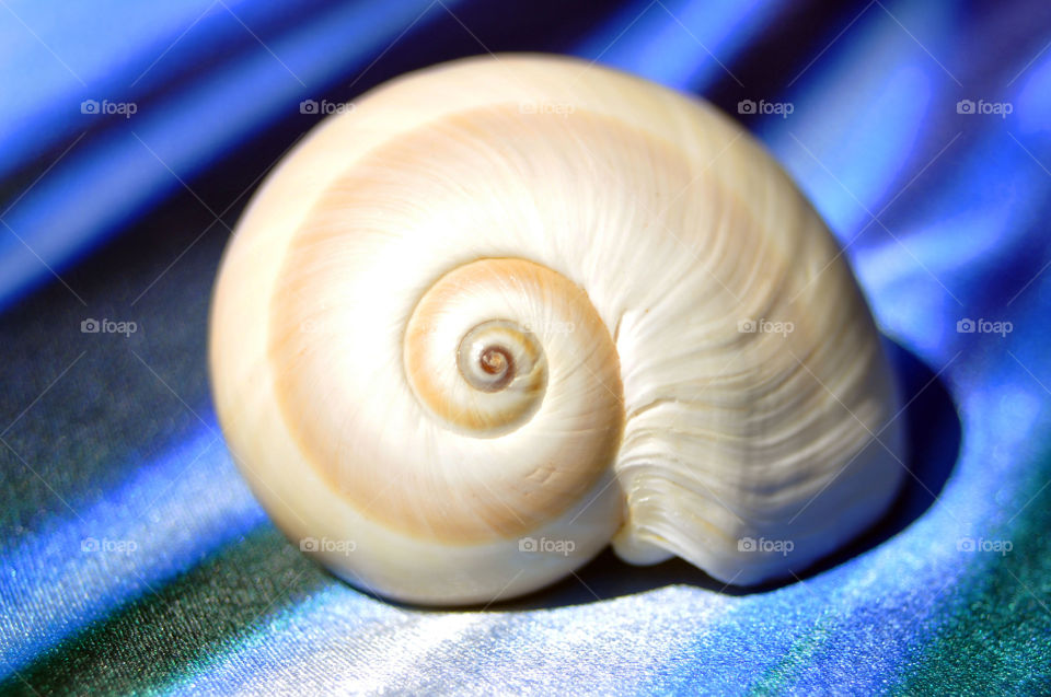Close up of a snail sea shell. 