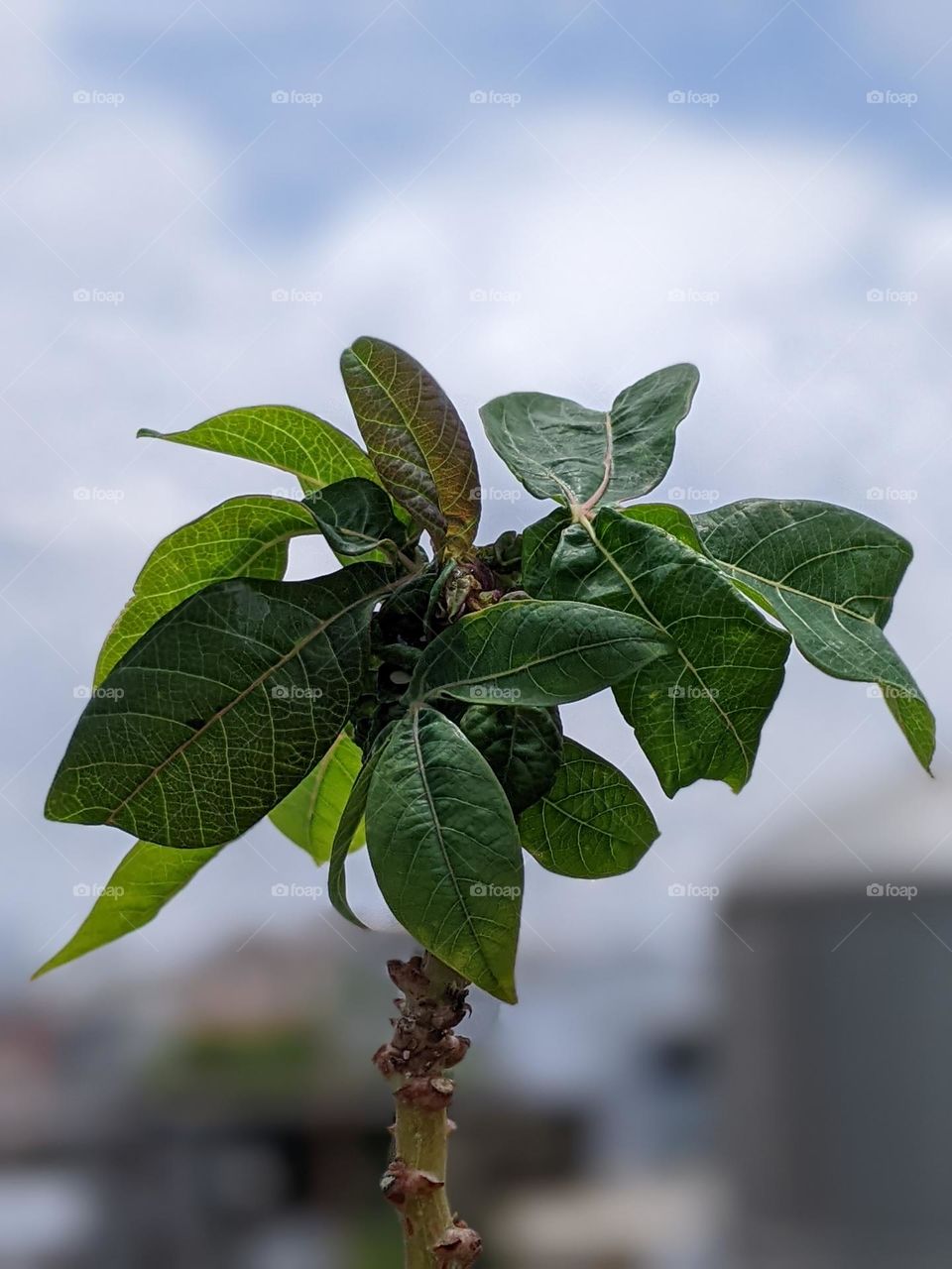 cassava leaves🌿