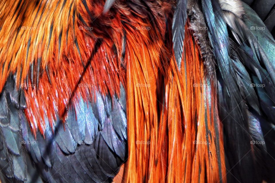 Close-up of the colorful shiny plumage of a rooster in the colors rust red and steel blue in the sun