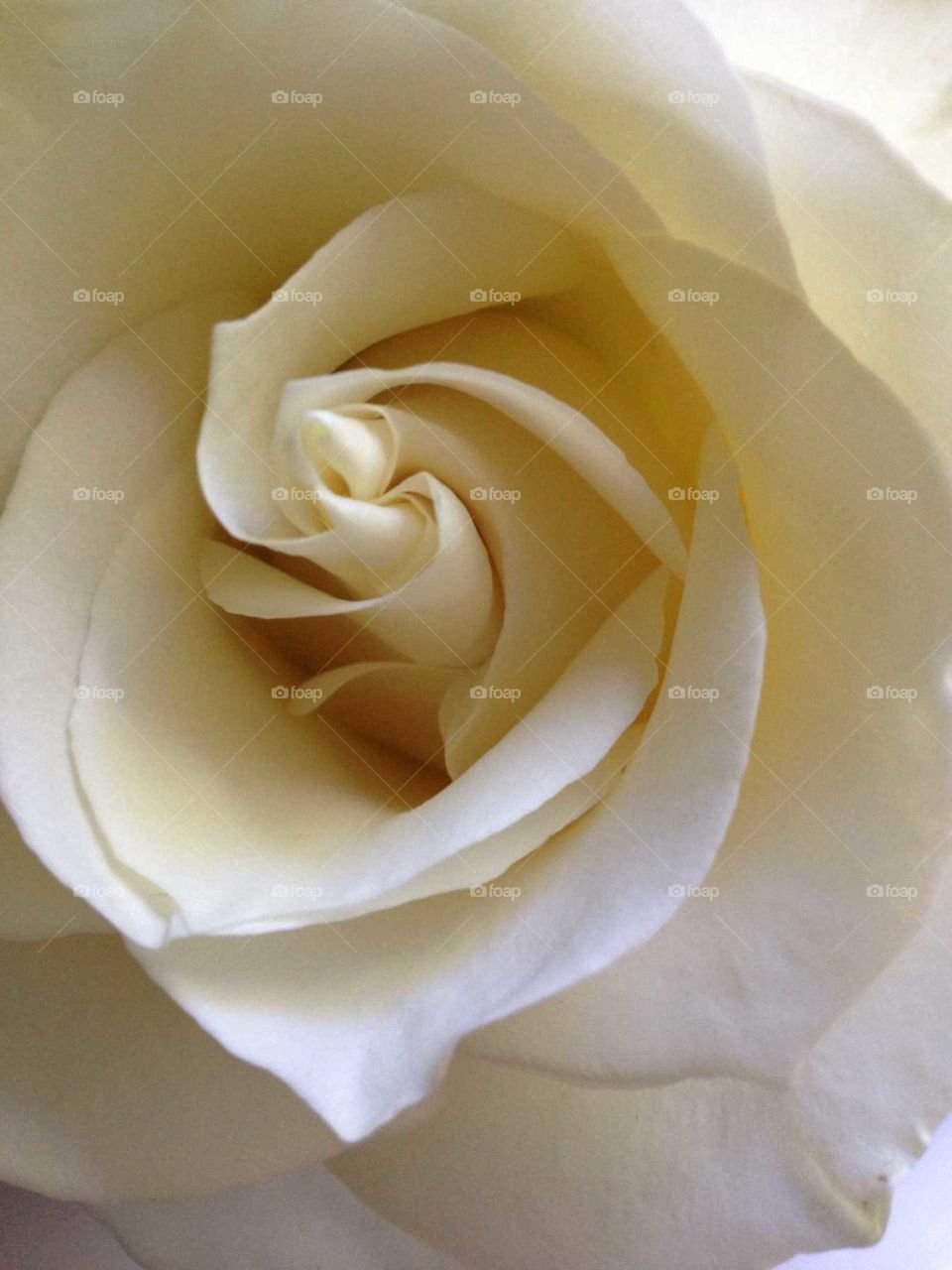 White rose. Inner petal swirl detail