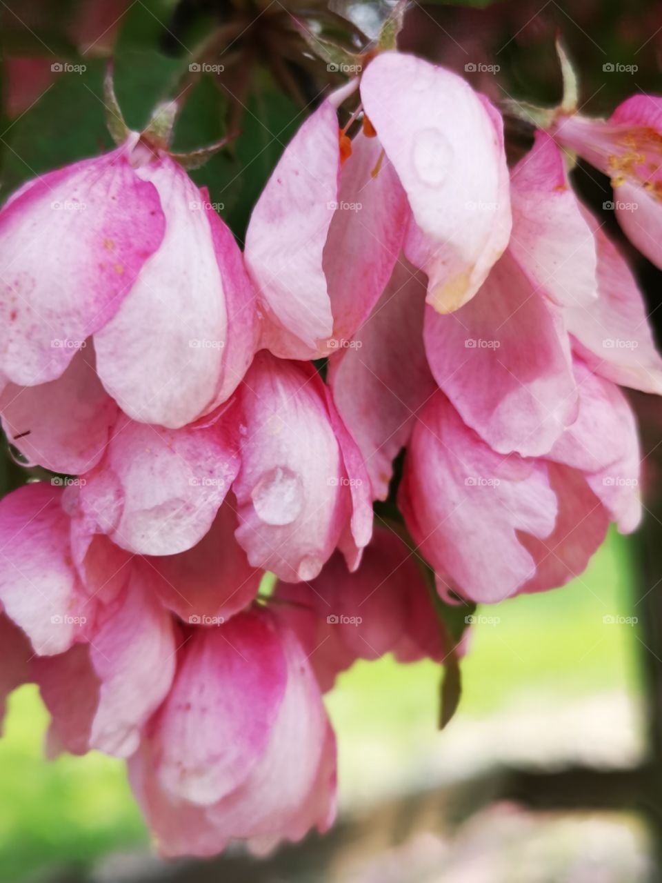 Rain Drop Pink Blossom