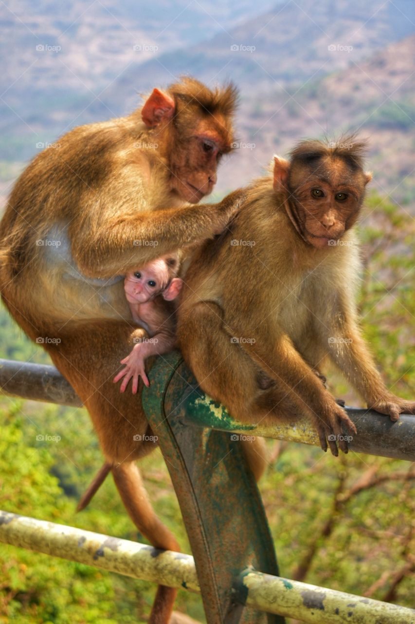 Monkey's Love photography from Malshej Ghat Maharashtra