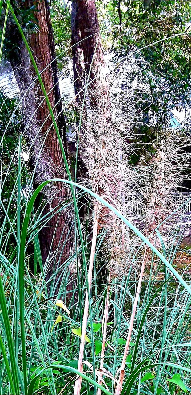 Pampas Grass Oak Trees