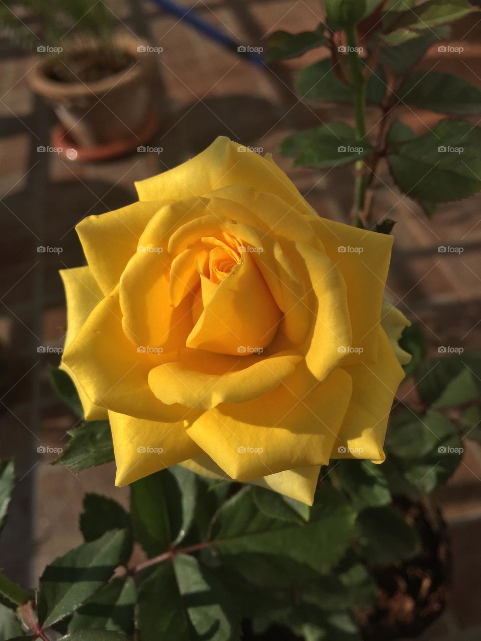 Yellow rose 