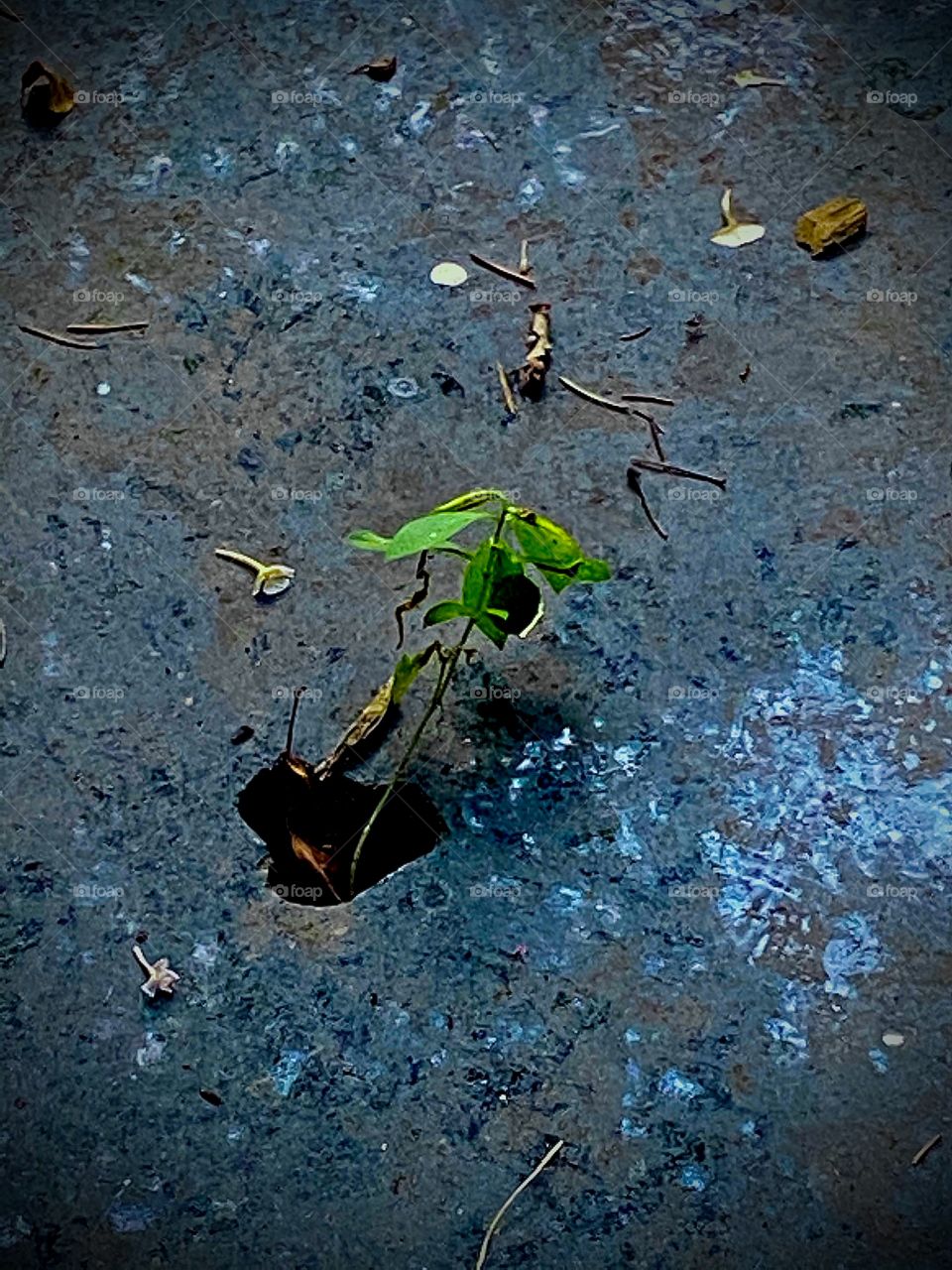 Growth within the decay