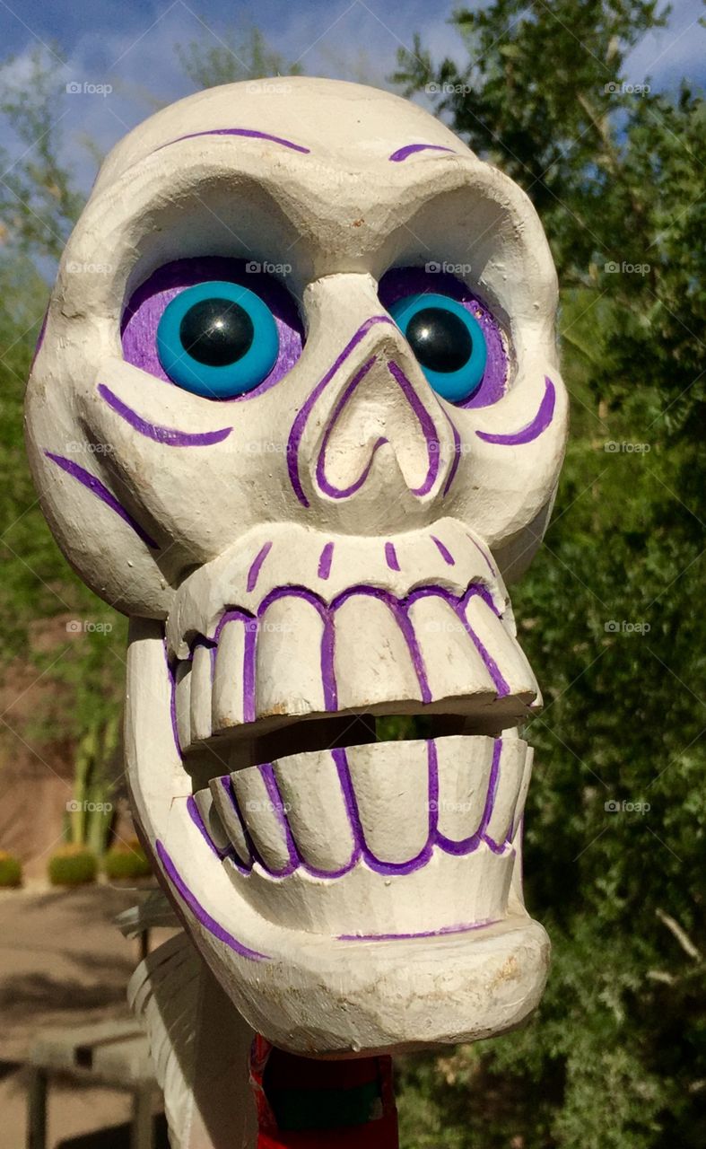 Desert Botanical Garden 