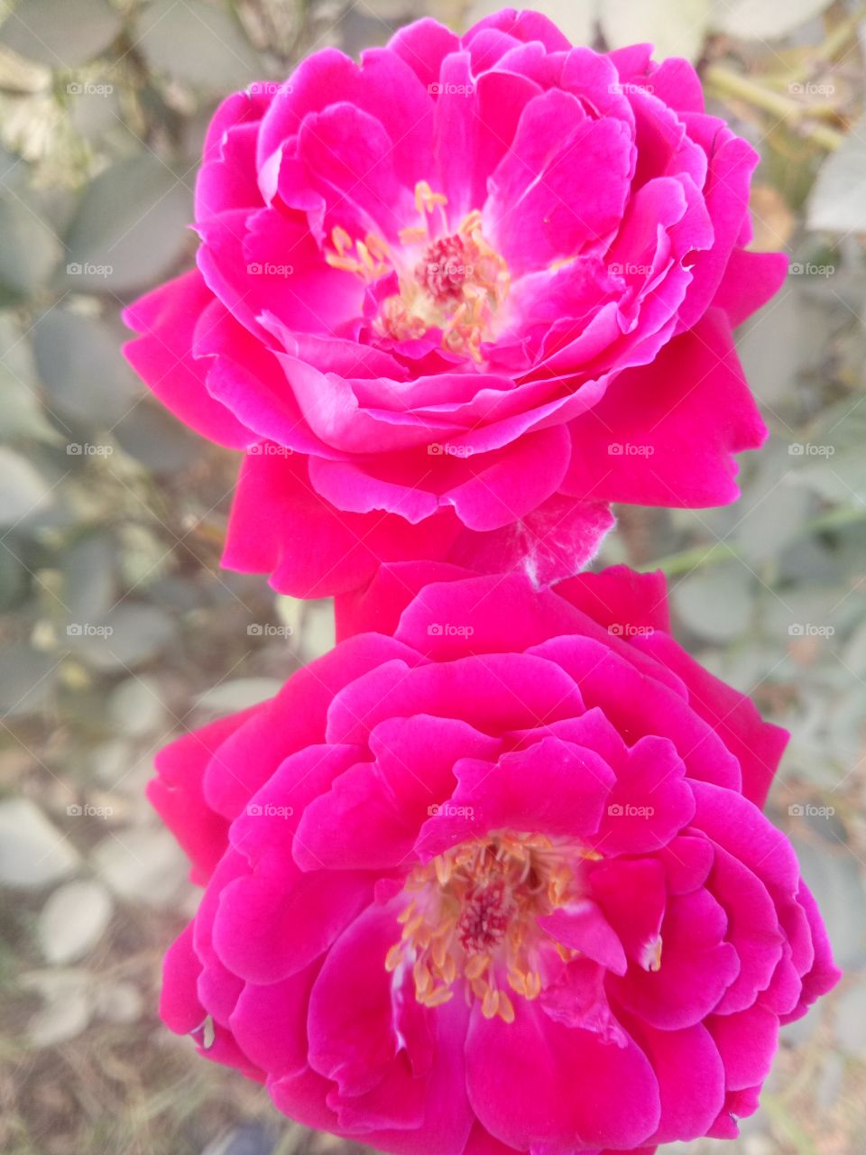 couple of rose