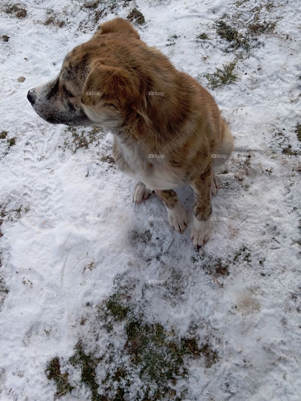 Beautiful dog looking forward