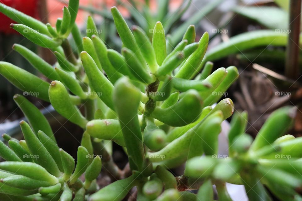 closeup plant