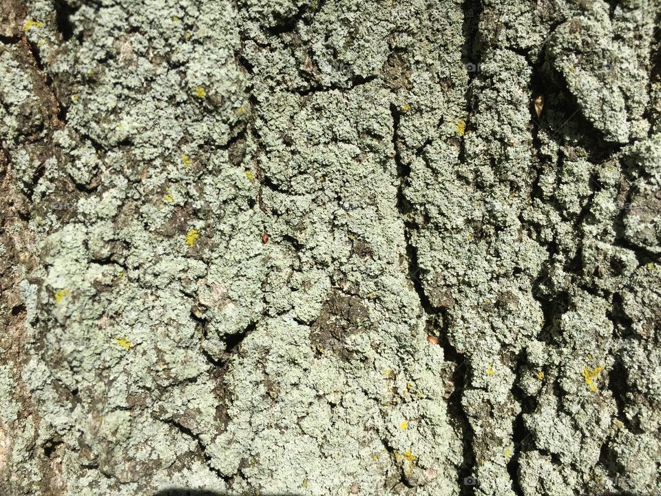 Creative textures 
Tree bark
Oak