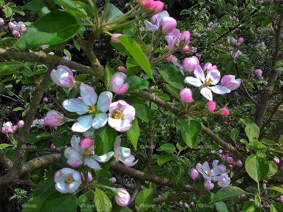 Apple blossom.