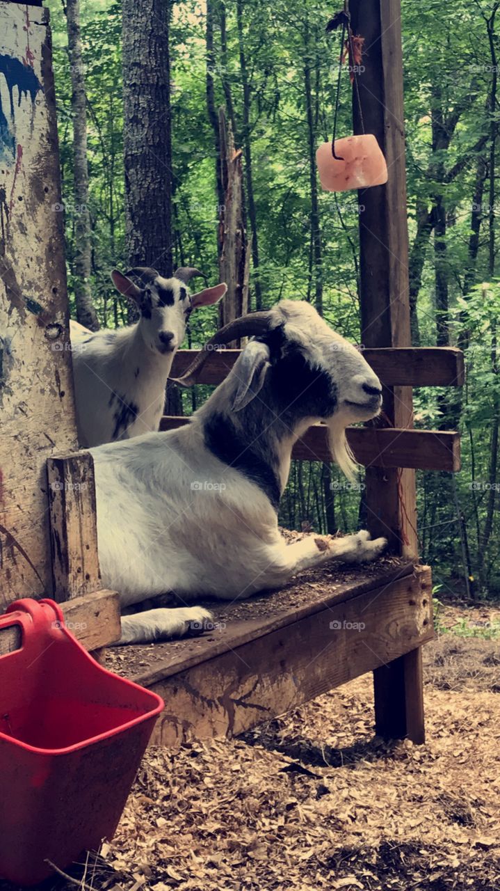 Two goats hanging out in their house