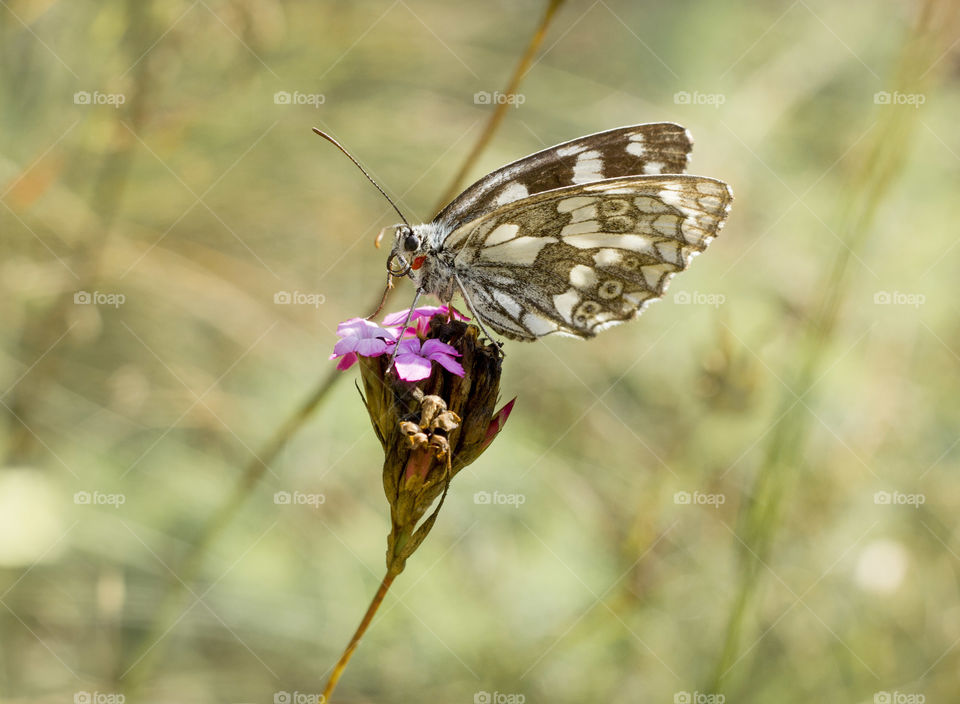 A butterfly on flower, close up