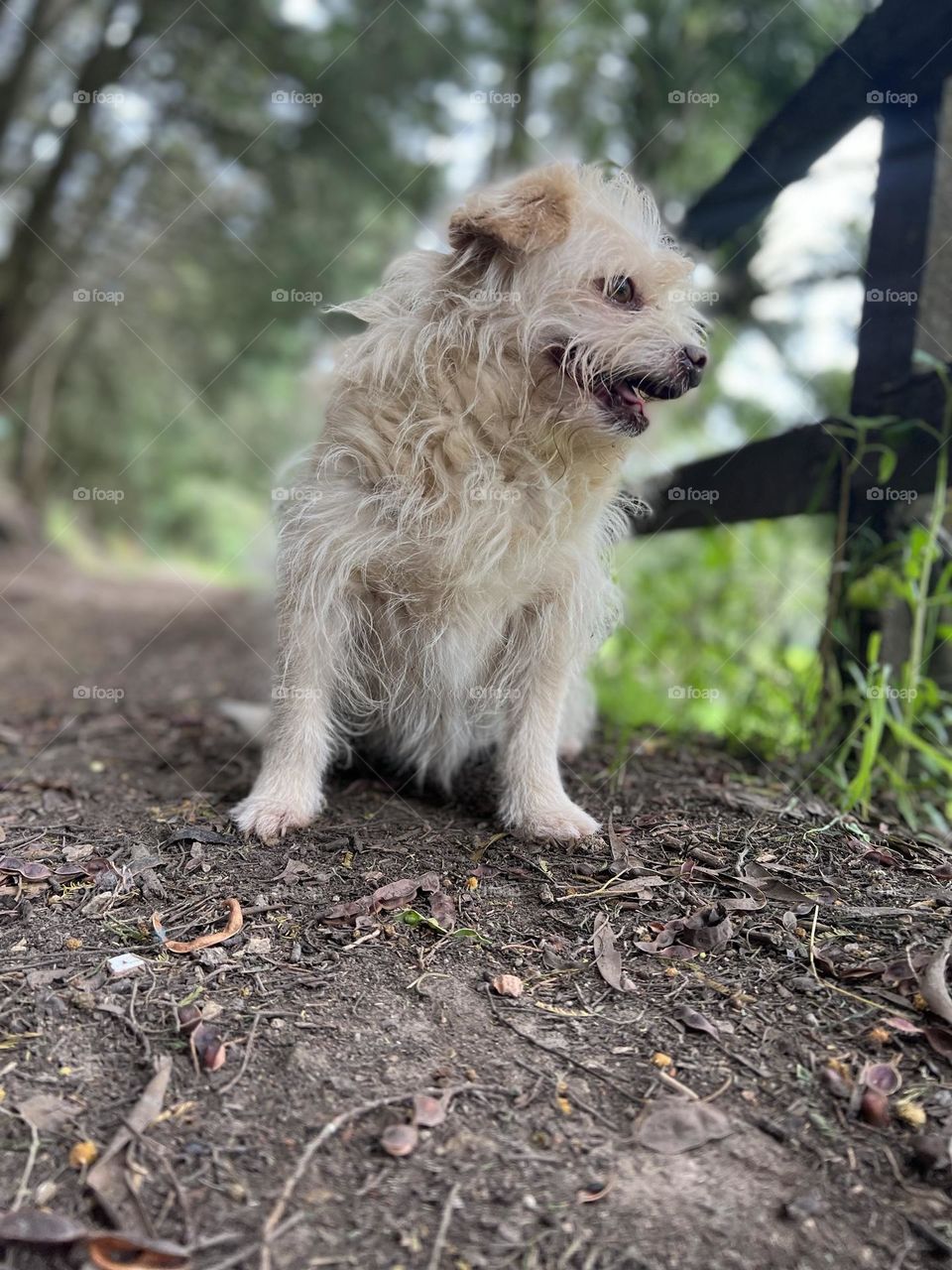 Quiet dog on a forest trail