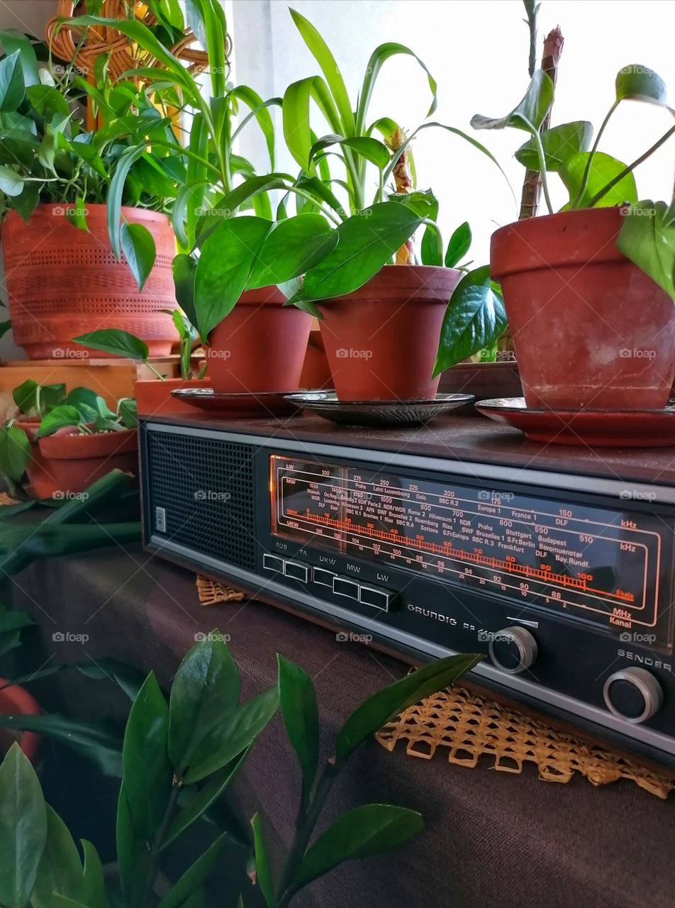 I so love green plants!💚🌱🌿