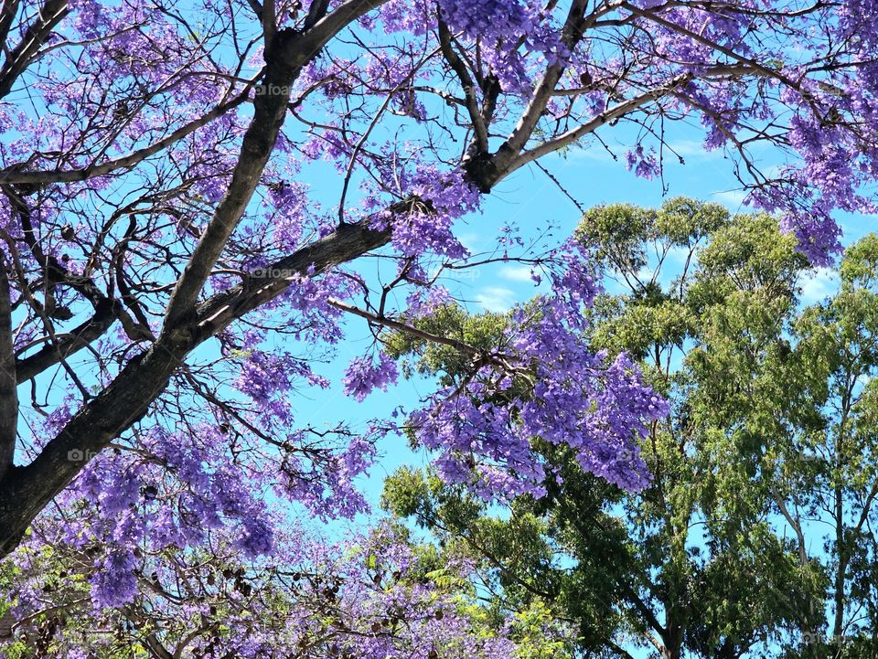 The Jacaranda tree in Buenos Aires blooms mid spring and covers the streets in a blue-violet carpet. It's attractive and long-lasting flowers, delight locals, and tourists alike.