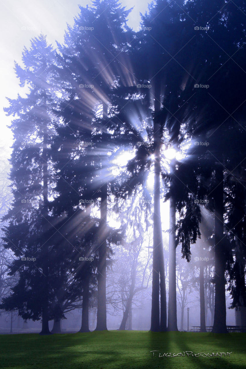 Sun through trees on a foggy morning 