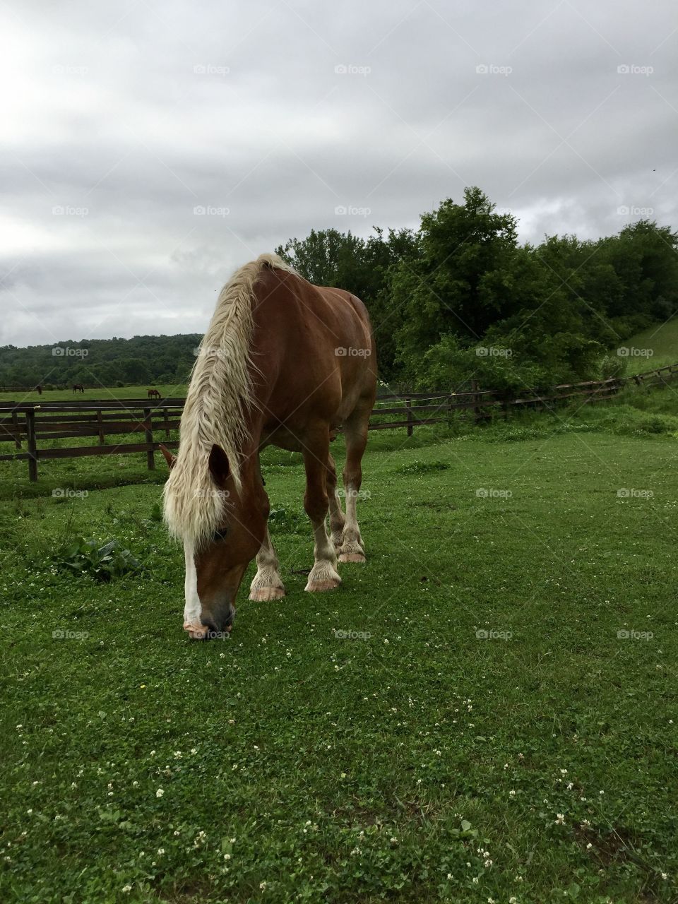 Belgian Draft Horse with its head down grazing in a grassy pasture.