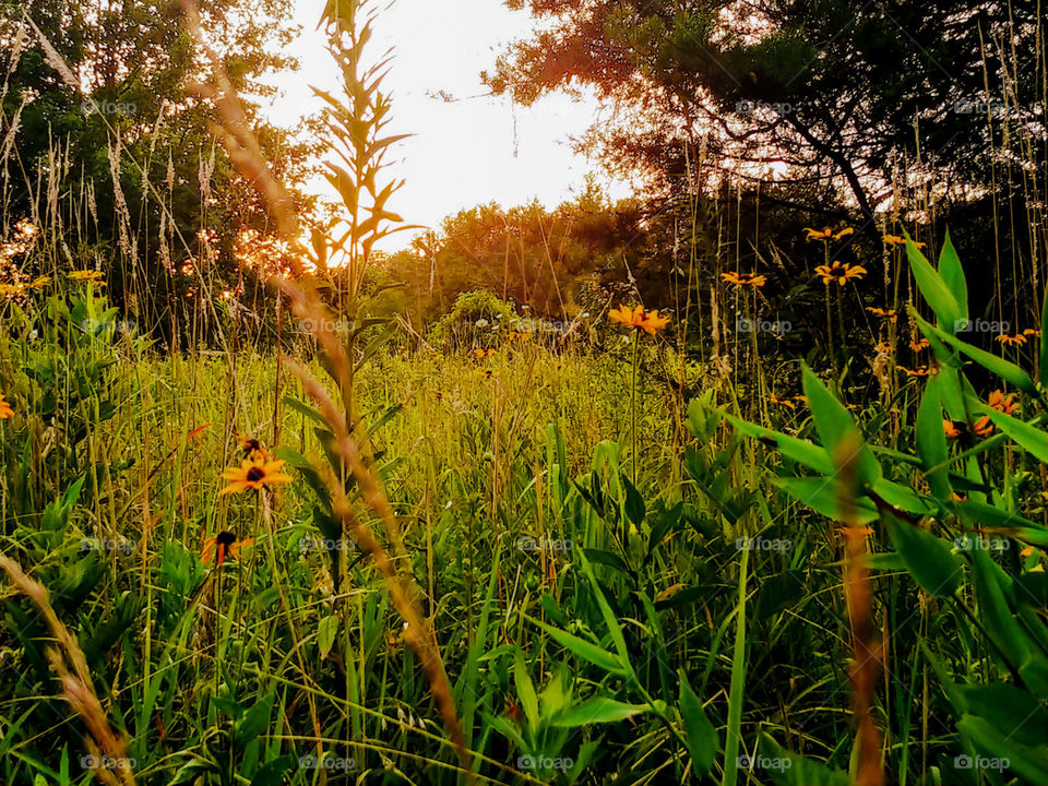 Field of wildflowers at Dusk