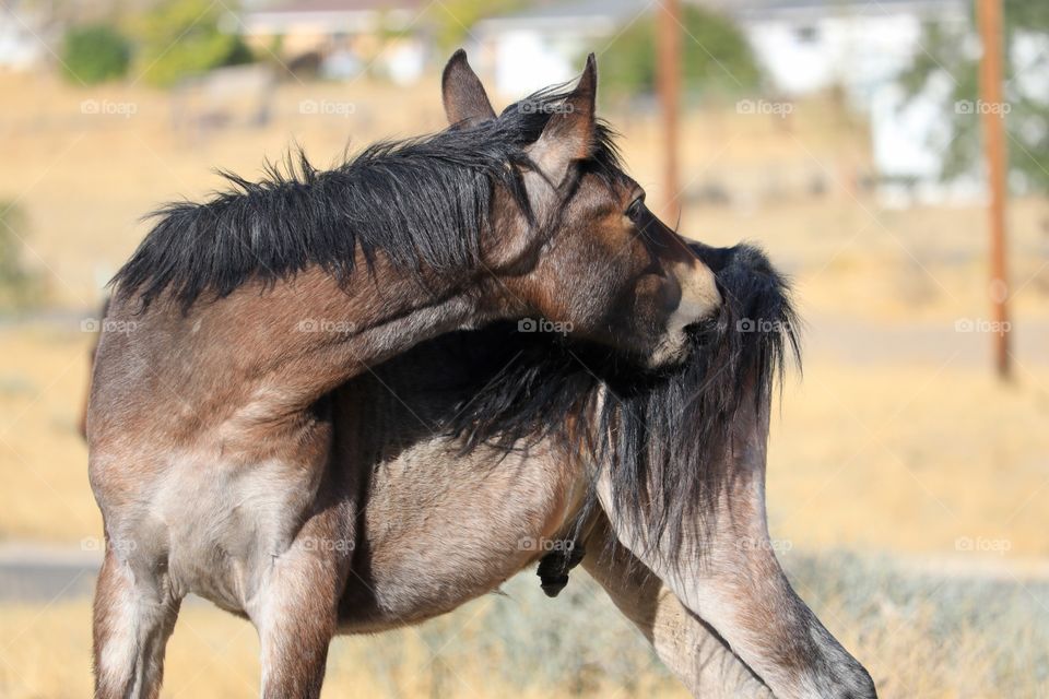 Wild American mustang foal colt grooming itself