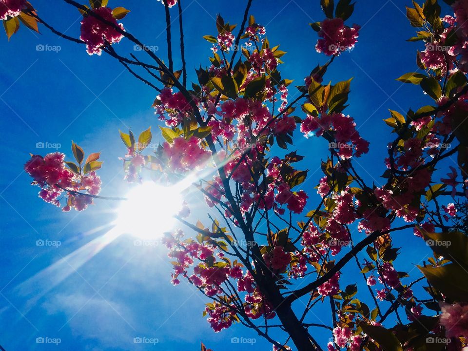 Spring tree cherryblossom blue sky