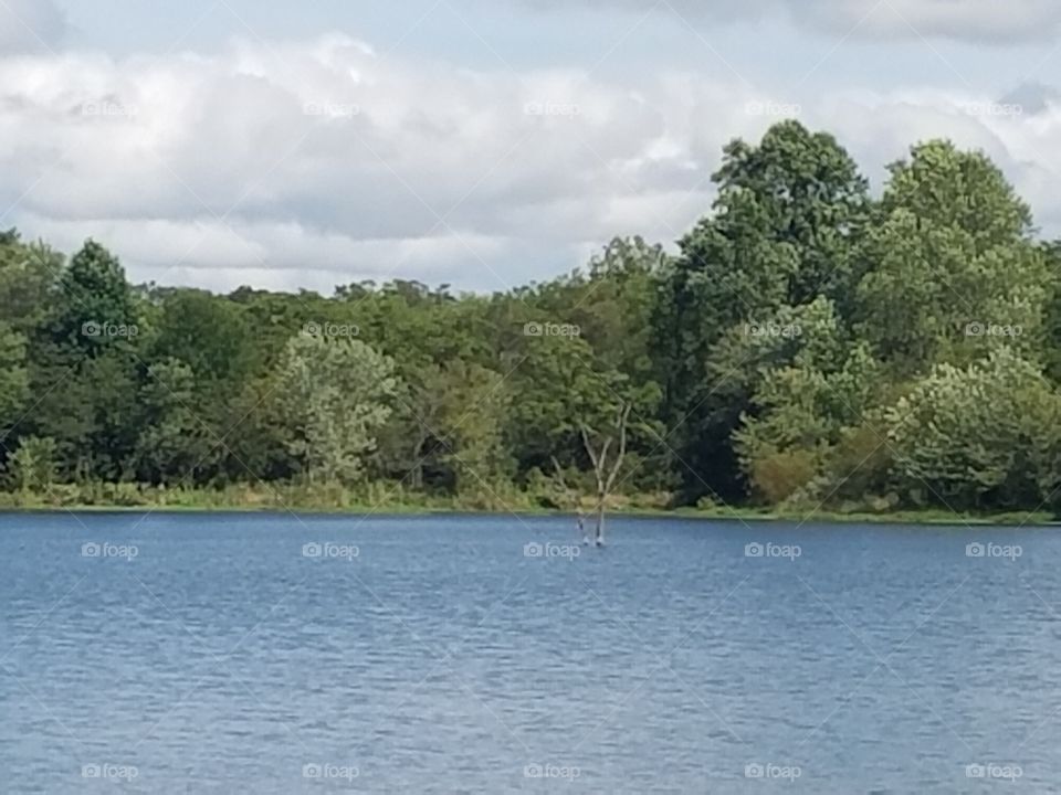dead tree in the middle of the lake