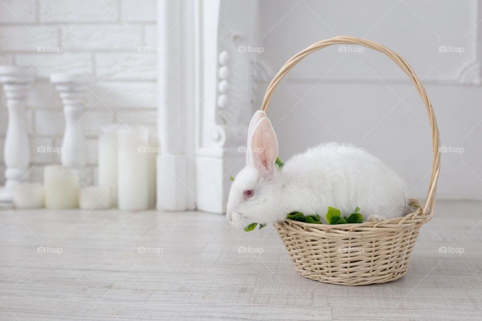 White bunny in basket in white room 