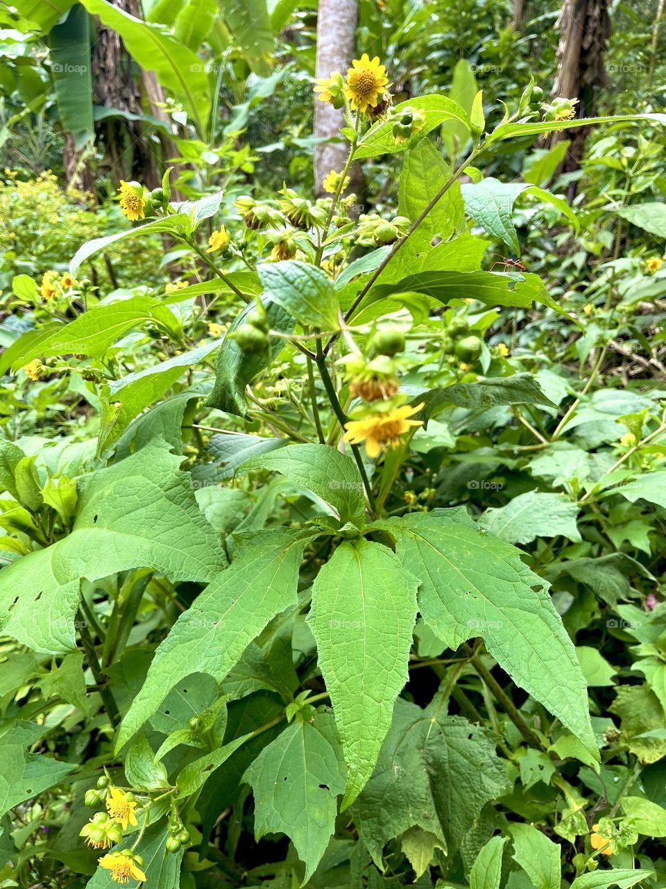 Some flowers on the middle of the forest