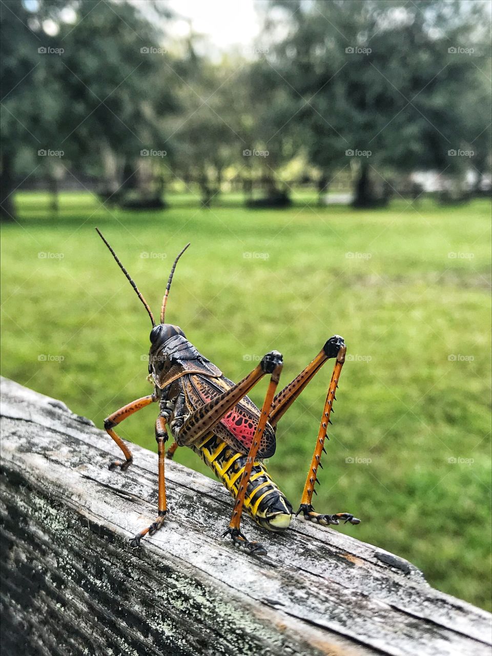 I’m on the fence ... grasshopper observation 