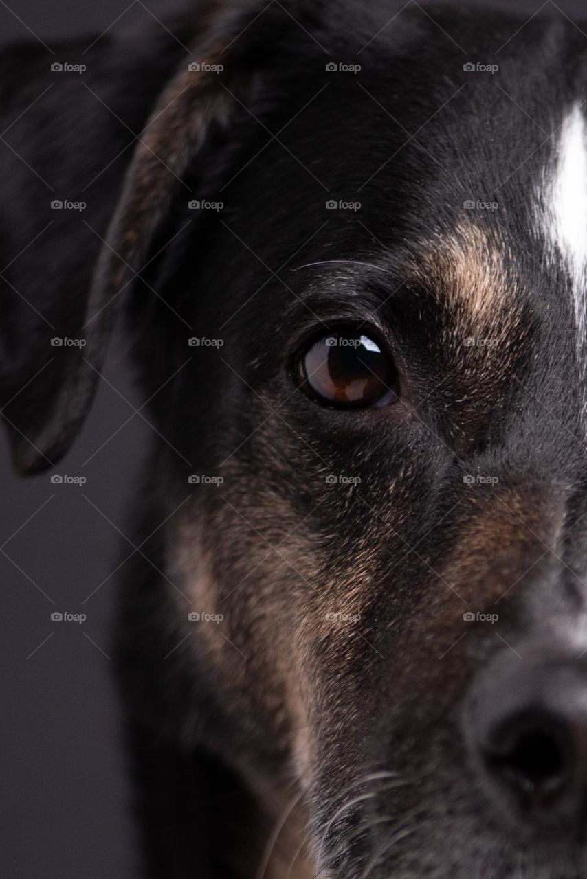 Closeup of a mixed breed terrier dog’s eye