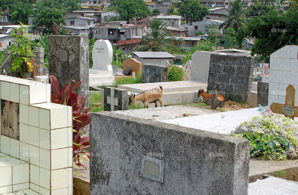 Goats wandering through the Baraka Mission cemetery in Libreville, Gabon.  The Baraka Mission was founded in the 1840's by Presbyterian missionaries from Philadelphia. This mission was the initial settlement in what is now called Libreville, Gabon