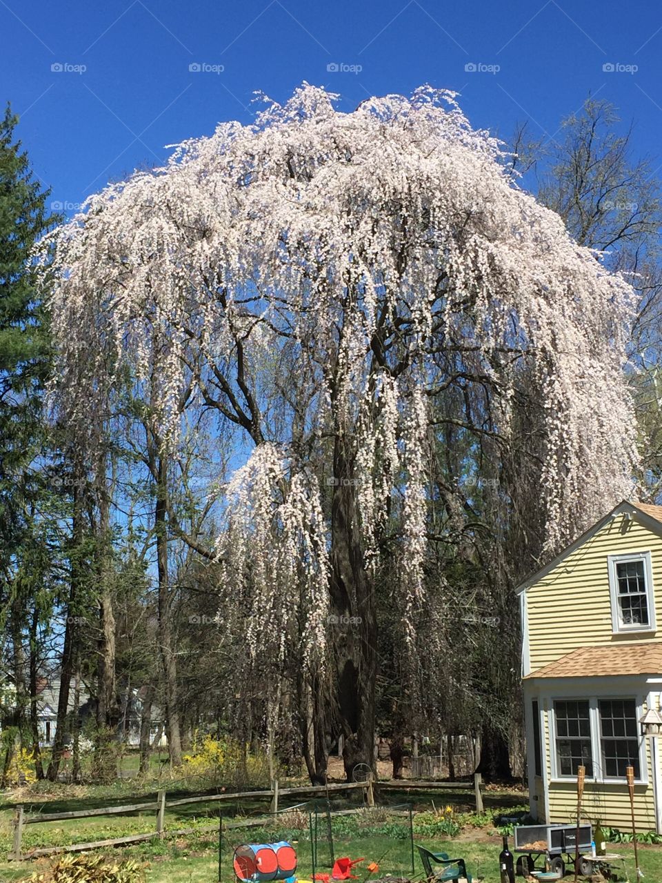 Blooming tree surrounding my home