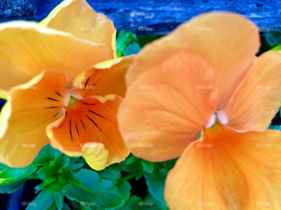 Orange Pansy 