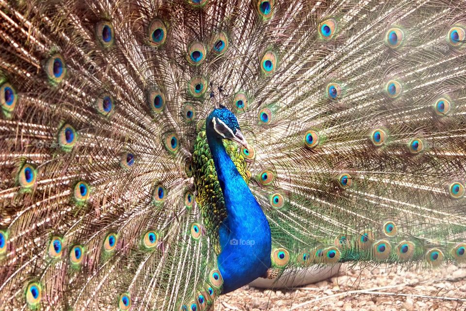 Peacock, Bird, Feather, Peafowl, Ritual Custom