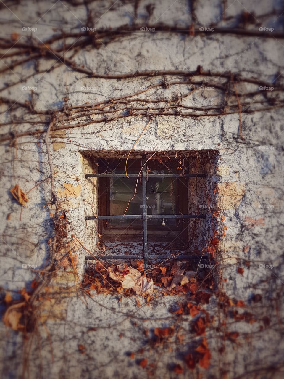 window