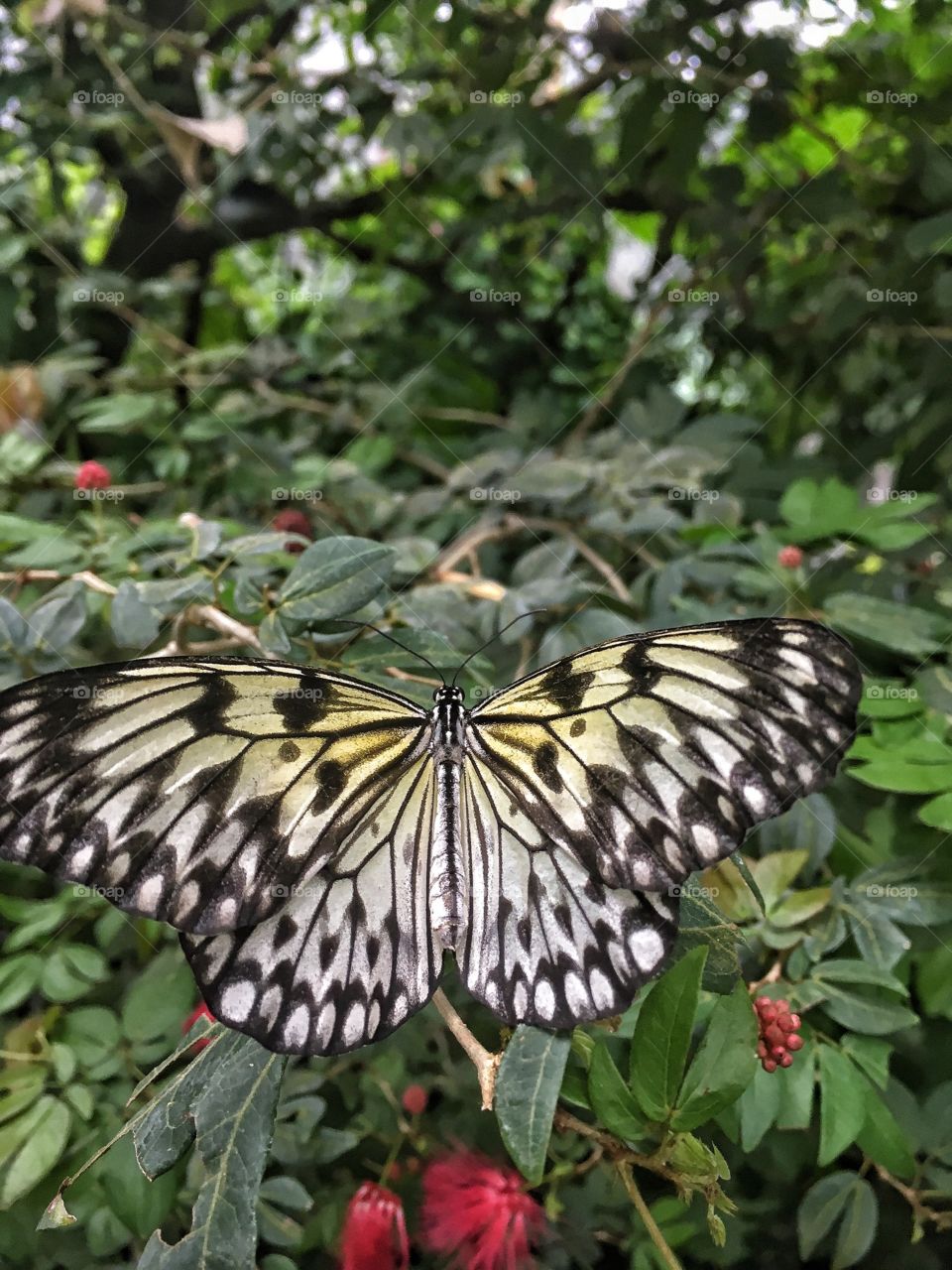 Butterfly on bush