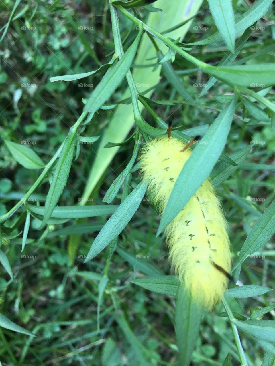 Fuzzy American dagger moth caterpillar 