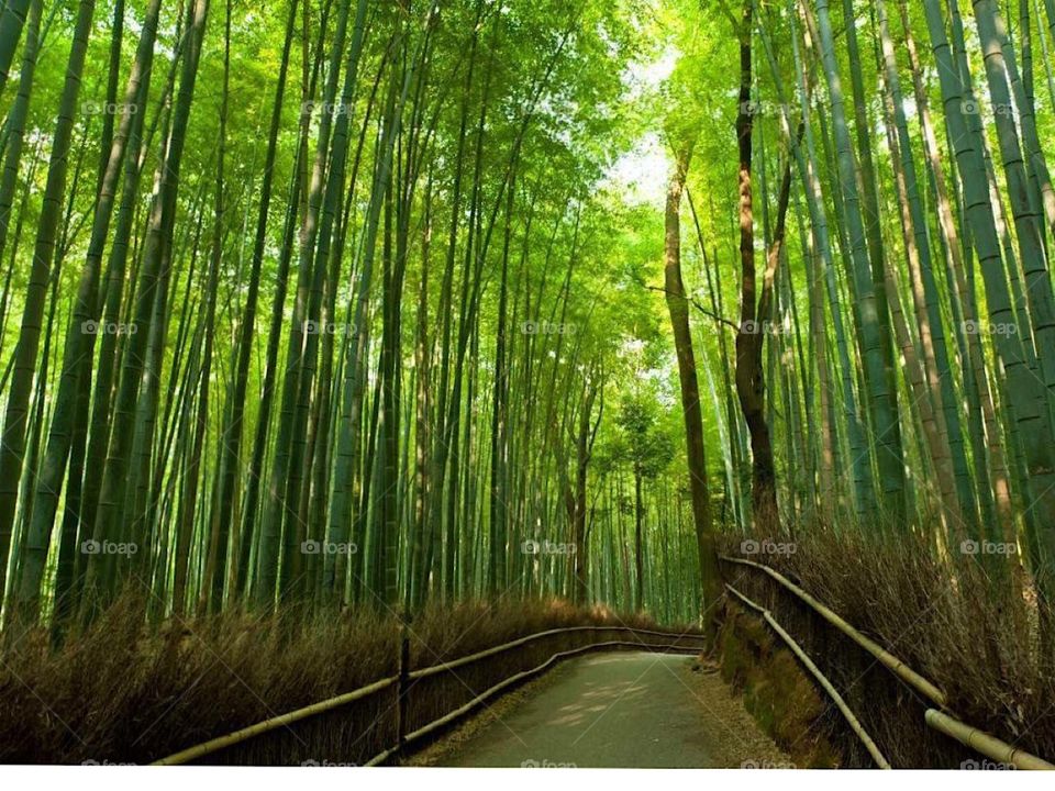 Awesome Bamboo forest Arashimaya near Kyoto Japan