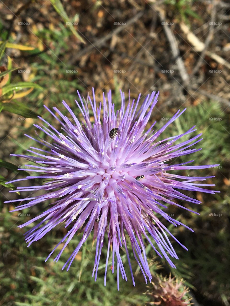 Beauty of the thistle from above