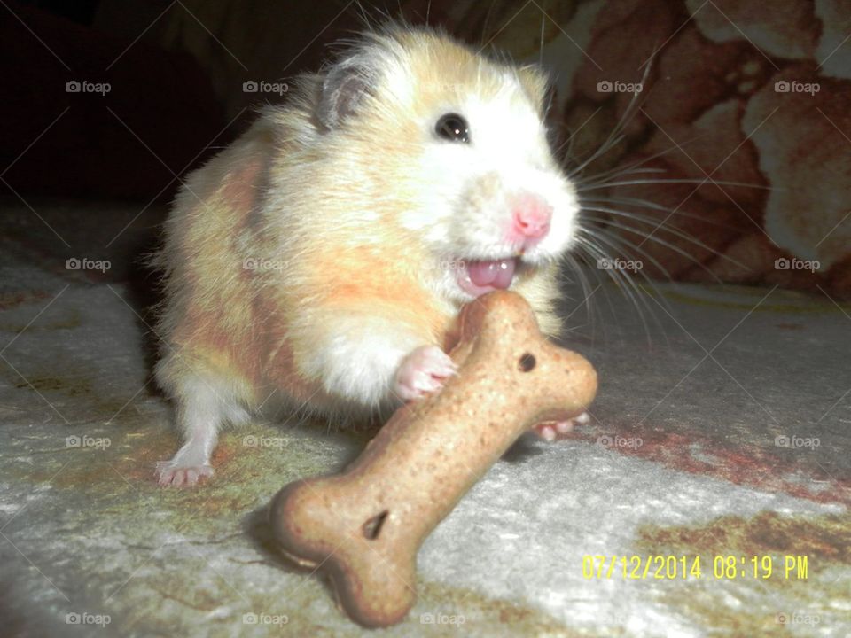 dog hamster