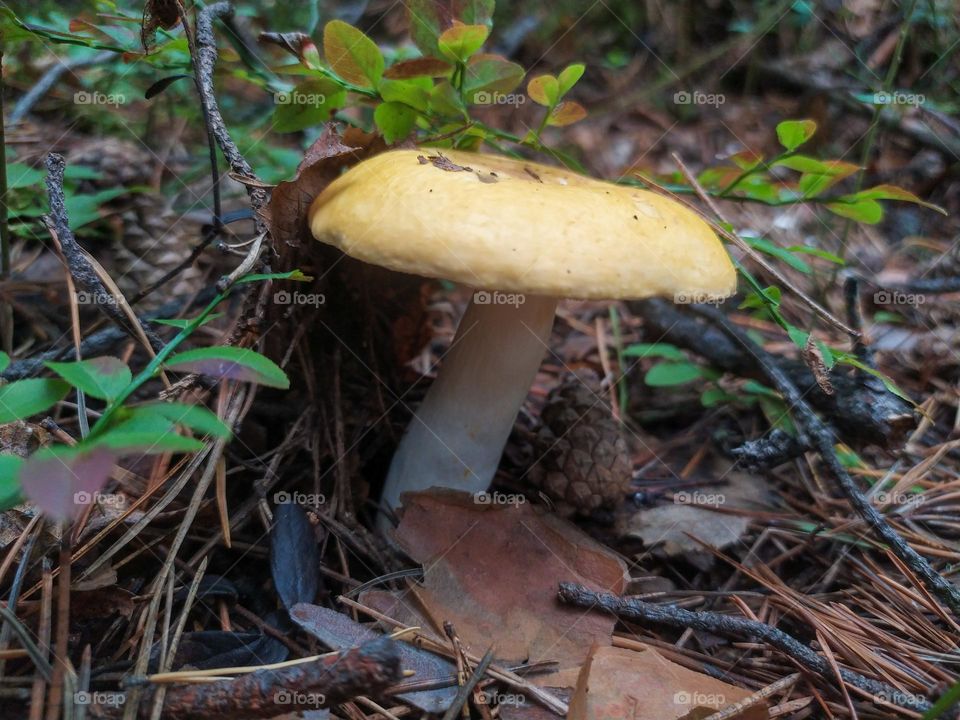 Mushroom