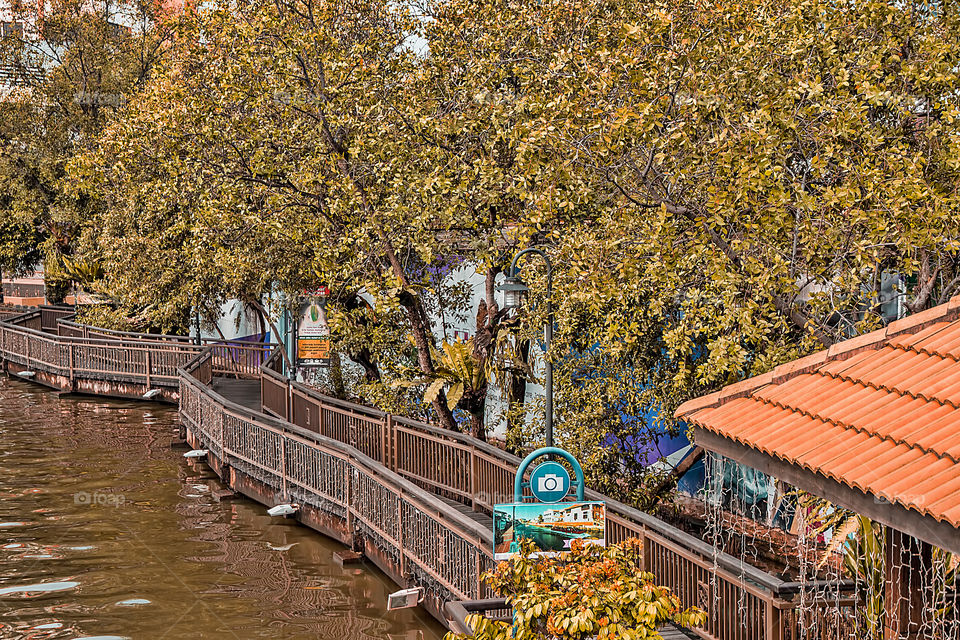 Boardwalk and trees