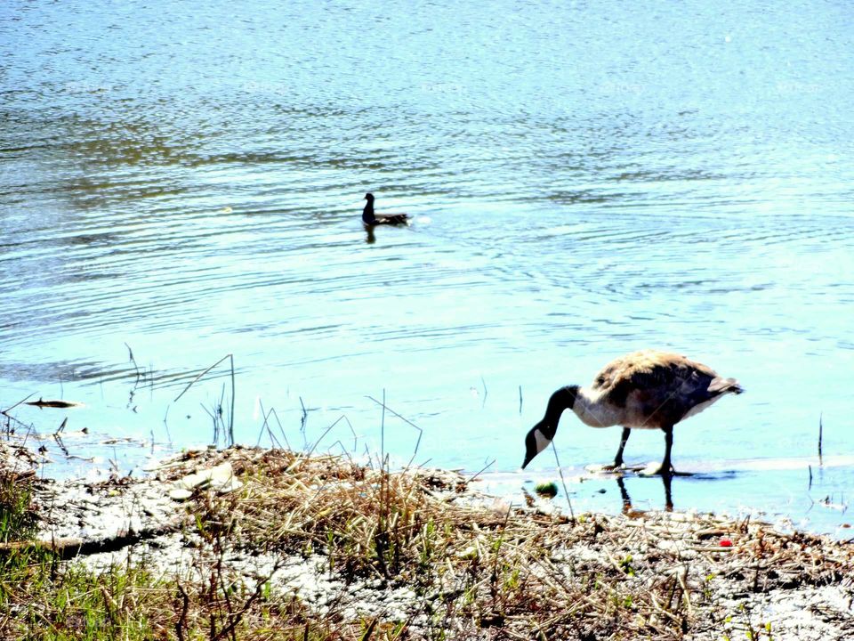 wild birds on the lake