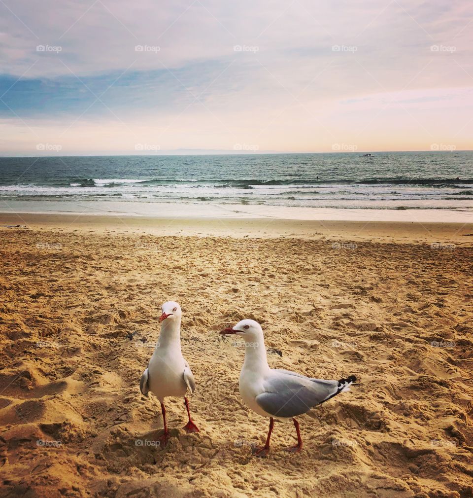 Two gulls at the beach 