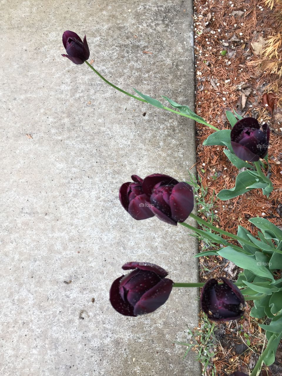 Spring Rain on my Tulips 💐