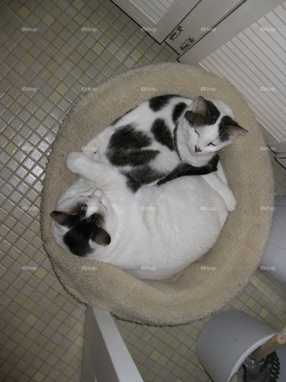 kitty cat Ying Yang