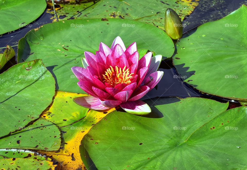Pink waterlily