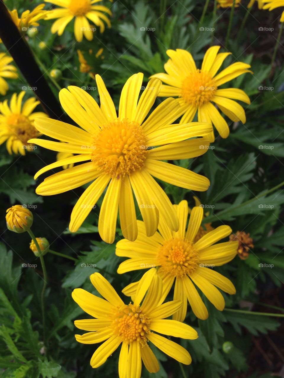 Yellow Daisies